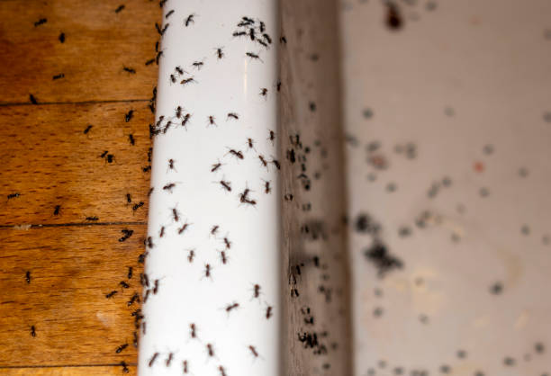 Best Mosquito Control Services  in Red Wing, MN