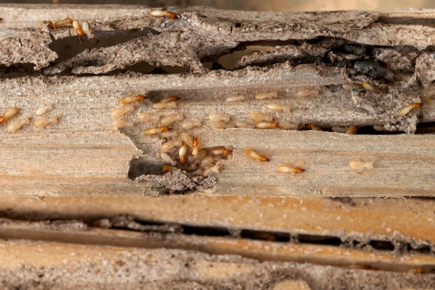 Best Pest Control for Restaurants  in Red Wing, MN